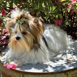 Chucky - Biewer Terrier
