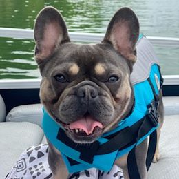 French Bulldogs from Griffin French Bulldogs
