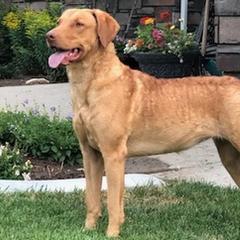 Chesapeake Bay Retrievers from Stone Mountain Chesapeakes