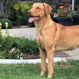 Chesapeake Bay Retrievers from Stone Mountain Chesapeakes