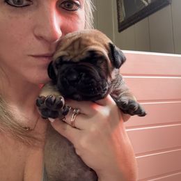 Maroon Male - Reddish brown male Boerboel puppy in Manitowoc, Wisconsin from Mae Boerboel