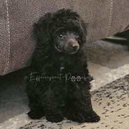 Black Betty - Black female Poodle puppy in Coolidge, Arizona from Effervescent-Pooches