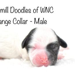 Orange Collar - Australian Labradoodle puppy in Mill Spring, North Carolina from Watermill Doodles of WNC