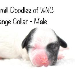 Orange Collar - Australian Labradoodle puppy in Mill Spring, North Carolina from Watermill Doodles of WNC