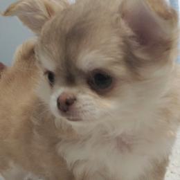 Alondra - Chihuahua