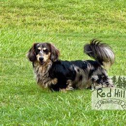 Hector - Dachshund