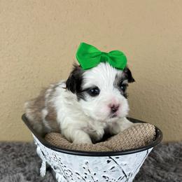 Mr Green Collar - Black and white male Mal-Shi puppy in Poolville, Texas from Tx Pups