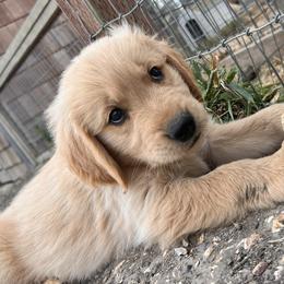 Golden Retriever Puppies from Contango Goldens