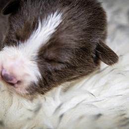 Girl 5 - White and red female Border Collie puppy in Shelbyville, Tennessee from C Horns Ranch Border Collies