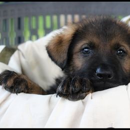 German Shepherd Puppies from Black Beauty Shepherds