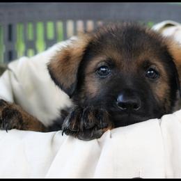 German Shepherd Puppies from Black Beauty Shepherds