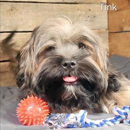 Tink - Brown female Lhasa Apso puppy in Jefferson, New York from Absolute Lhasa Love