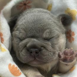 Cobalt - Tricolors male French Bulldog puppy in Clermont, Florida from Nala’s Nest