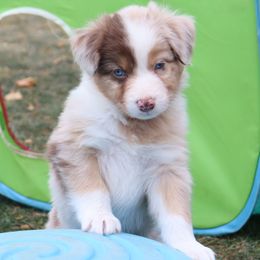 Reaper - Red merle male Australian Shepherd puppy in Colorado from Firestone Australian Shepherds