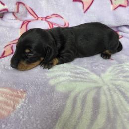 Girl 1 - Black and tan female Dachshund puppy in Graniteville, South Carolina from AB Doxies