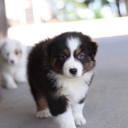Millie - Black tri-color female Australian Shepherd puppy in Bagley, Iowa from Diamond M Aussies