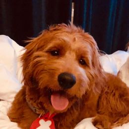 Goldendoodles from Josie’s Doodles