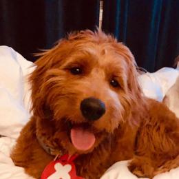 Goldendoodles from Josie’s Doodles