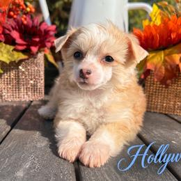 Hollywood - Cream male Chinese Crested puppy in Crook, Colorado from Colorado Cresteds