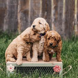 Goldendoodle Puppies from 307 Doodles