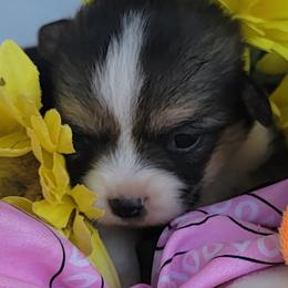 Pink bandana girl - Black and tan female Pembroke Welsh Corgi puppy in Cherokee, Oklahoma from MCS Farms-OK