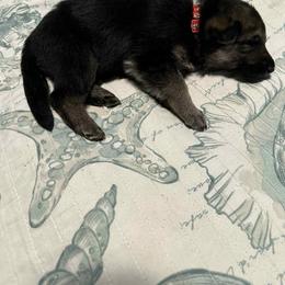 Collar 5 red - Black and cream female German Shepherd puppy in Newsoms, Virginia from A Tier Above Shepherds