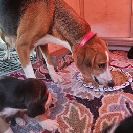 Bella - American Foxhound