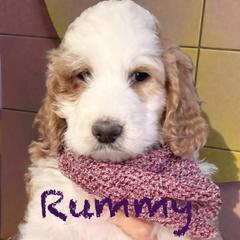Rummy - Parti female Springerdoodle puppy in Murrells Inlet, South Carolina from SpringerDoodles at the Beach