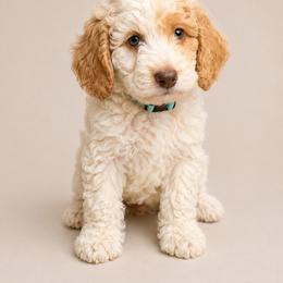 Light blue - Parti male Goldendoodle puppy in San Diego, California from Serrano Pups