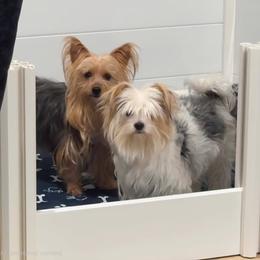 Yorkshire Terrier puppies from Maxedwards_luxuriousyorkies