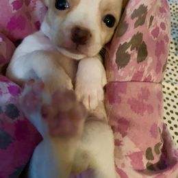 Chihuahua Puppies from Pittsburgh Paw Prints