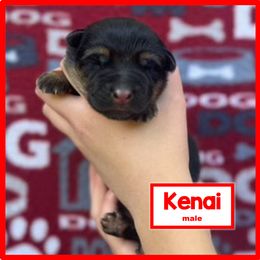 German Shepherd Puppies from Timpanogos Shepherds