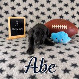 Abe - Black male Sheepadoodle puppy in Glen Rose, Texas from Clevenger’s Sheepadoodle Fur Baby Farm