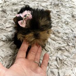 Maltese and Yorkshire Terrier Puppies from tatortot pup