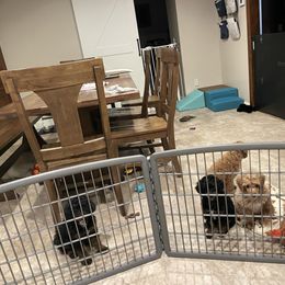 Poodle Puppies from Grandy’s Pretty Poodles