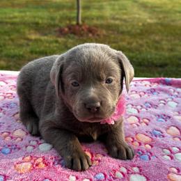 Pink collar - Silver female Dilute Retriever puppy in Douglass, Kansas from JP Kennels, LLC