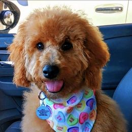 Goldendoodles from W. Mini Poodles and Doodles of Georgia