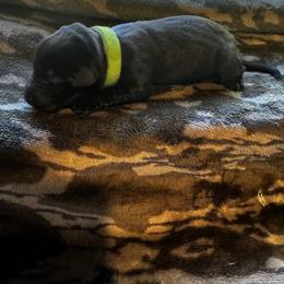 Green - Black male Labrador Retriever puppy in Lawton, Michigan from DuckAlly Kennel