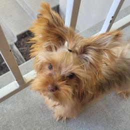 Rori - Yorkshire Terrier