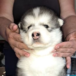 Girl 1 - Gray and white female Alaskan Malamute puppy in Prince William County, Virginia from SnoCap Kennel