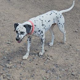 Zelda - White and black female Dalmatian puppy in Conrath, Wisconsin from JSF Dalmatians LLC