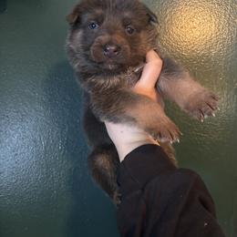 Bear - Blue male German Shepherd puppy in Watervliet, Michigan from M&M Shepherd Farms