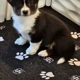 American Corgi and Pembroke Welsh Corgi Puppies from Clarence Corgis