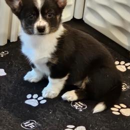 American Corgi and Pembroke Welsh Corgi Puppies from Clarence Corgis