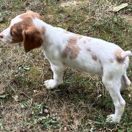 Zina boy 5 - Orange and white male Brittany puppy in Floyd Knobs, Indiana from Cross Creek Brittanys