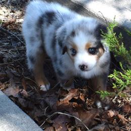 Audrey - Blue merle female Australian Shepherd puppy in Falcon, Missouri from www.maubachranch.com
