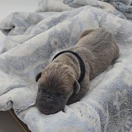 Oggie - Blue male Great Dane puppy in Caldwell, Idaho from Miner's Dynamic Danes