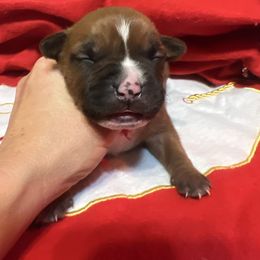 Blitzen - Red male American Staffordshire Terrier puppy in Marietta, Georgia from Ambition Amstaffs