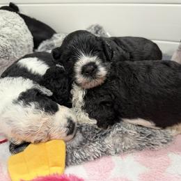 Portuguese Water Dog Puppies from Lawless Portuguese Water Dogs