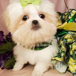 Shih Tzus from Dogwood Country Shih Tzu